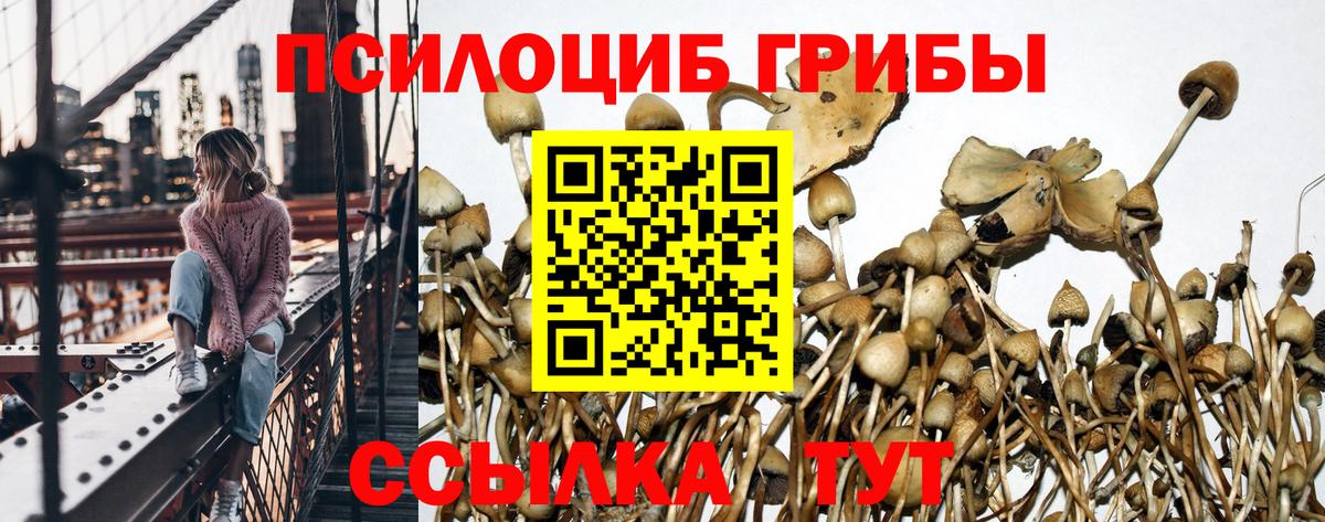 Псилоцибиновые грибы Cubensis Тихвин